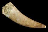 Fossil Plesiosaur (Zarafasaura) Tooth - Morocco #107719-1